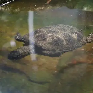 European Pond Turtle photo