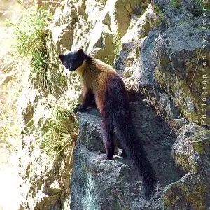 Yellow-Throated Marten photo