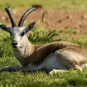 Goitered Gazelle photo