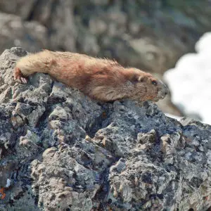 Olympic Marmot (endemic)