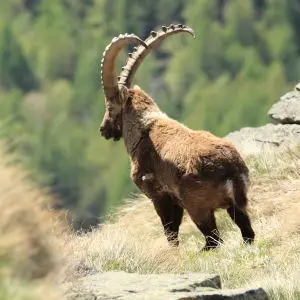 Alpine Ibex - Facts, Diet, Habitat & Pictures on 
