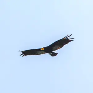 on the Rio Tambopata?Greater Yellow Headed Vulture