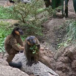 Collared Brown Lemur photo