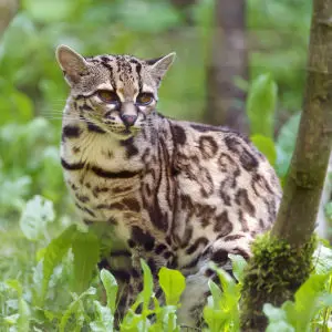 One more margay picture