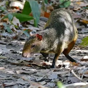 One of several Azara's Agouti (Dasyprocta azarae) searching for fruits discarded by monkeys ...