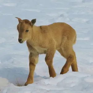 One of the Barbary Sheep Twins
