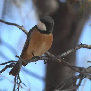 Rufous Whistler (Pachycephala rufiventris), Northern Territory, Australia