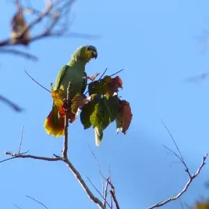 Orange-winged Parrot (Amazona amazonica)