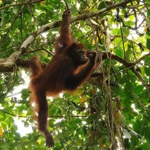Bornean Orangutan photos