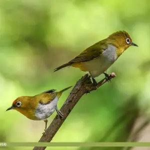 Oriental White-eye (Zosterops palpebrosus) captured at Trail 5, Margalla, Islamabad, Pakistan with Canon EOS 7D Mark II