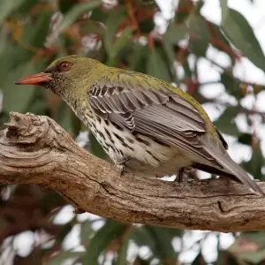 An Olive-backed Oriole in Canberra, Australia.