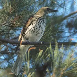 A juvenile Olive-backed Oriole in Canberra, Australia.