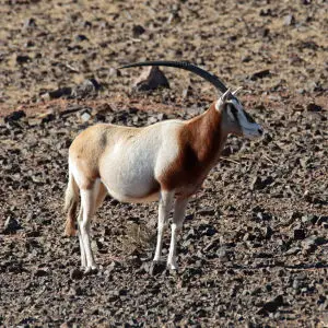 Oryx - Antilope