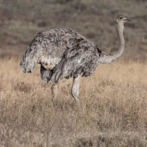 Ostrich (f)