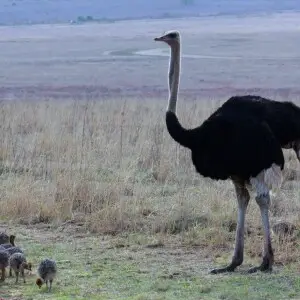 Ostrich or Common Ostrich (Struthio camelus) at Rietflei early morning, male and female with a gaggle of young.
