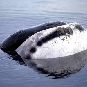 Bowhead Whale photo
