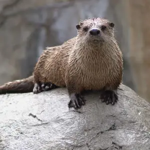 Otter One 1171