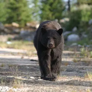 american black bear in taiga