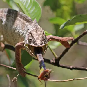 Oustalet's chameleon (Furcifer oustaleti) male feeding, Anja Community Reserve, Madagascar. 3 of 4