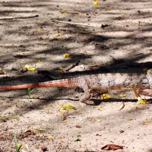 Oustalet's chameleon (Furcifer oustaleti) in Anjajavy Forest, Madagascar