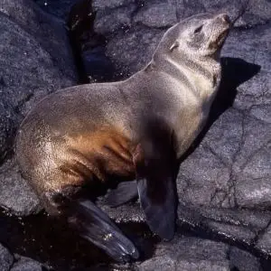 Subantarctic Fur Seal photo