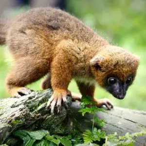 Red-Bellied Lemur photo