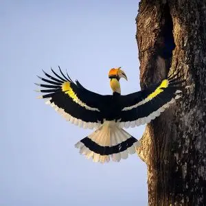 Great Hornbill photo