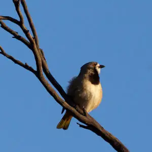 Pachycephalidae - Crested Bellbird