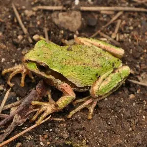 A Pacific Tree Frog (Pseudacris regilla).