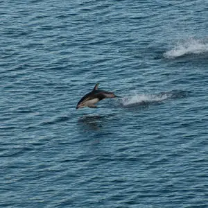 Pacific white-sided dolphin in flight