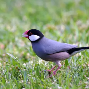 A Java Sparrow (also known as Java Finch and Java Rice Bird) at the University of Hawaii at Manoa campus, Honolulu, Hawaii, USA.