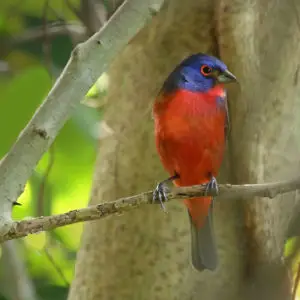 Painted Bunting: Branching Out