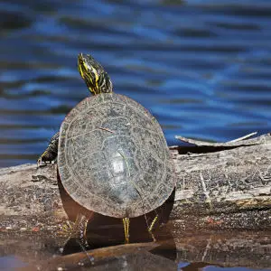 Painted turtle basking in the sun on a log