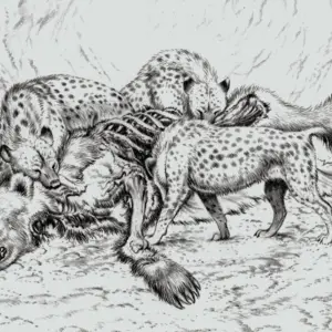 Artistic depiction of cave hyenas feeding on cave bear in Zoolithen Cave