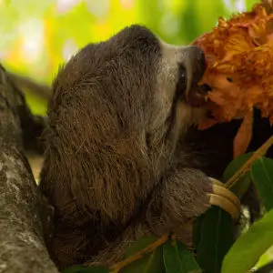 Pale-throated sloth | Perezoso de tres dedos (Bradypus tridactylus)