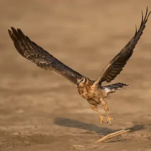 Pallid harrier-Female in Flight