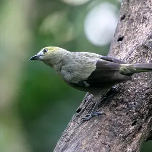 Tangara palmarum - Sarapiqui region, Costa Rica, 04/02/2020