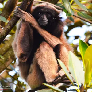 Panama spider monkey