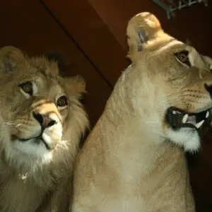 Barbary Lions in the zoo in Hodon?n, Czech Republic.