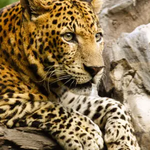 The leopard is the smallest of the four "big cats" in the genus Panthera. The image was taken in the Bali Safary Park, Bali (Sukawati, Indonesia).