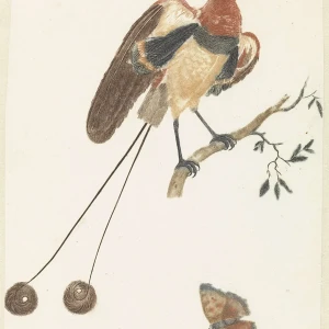 Growling riflebird