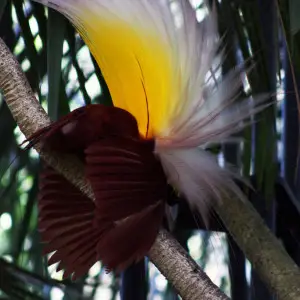 Greater bird-of-paradise photo