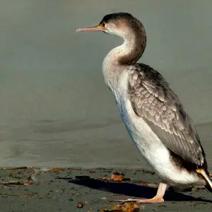 Compared with typical cormorants, the spotted shag is a light-coloured bird. Its back is brown. Its belly is pale blue-grey (often appearing white), and the white continues up the sides of the neck and face, but the throat and the top of the head are dark