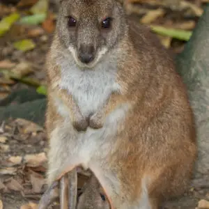 Parma Wallaby (Macropus parma)