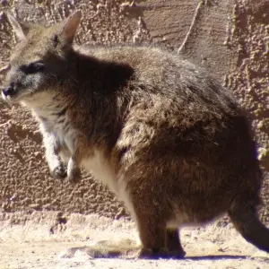 Parma Wallaby {Macropus parma}