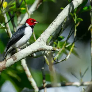 Red-capped Cardinal Paroaria gularis , Puno, Peru