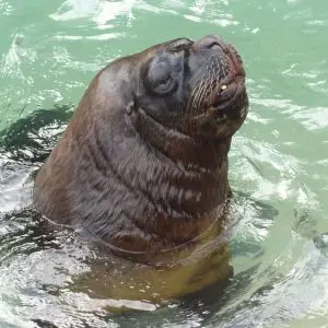 patagonian sea lion