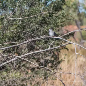 Peaceful doves are common on the Burke River floodplain, but less so in the town of Boulia.