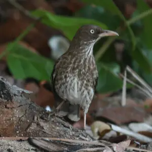 Pearly-eyed Thrasher (Margarops fuscatus) in Puerto Rico
