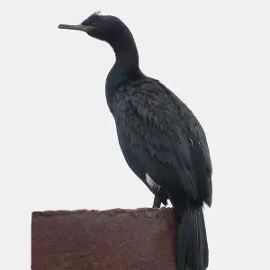 Pelagic Cormorant 2012-06-08 (10)